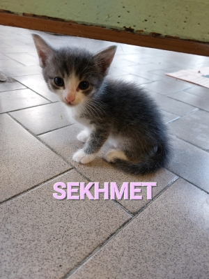 2022-07 Sekhmet