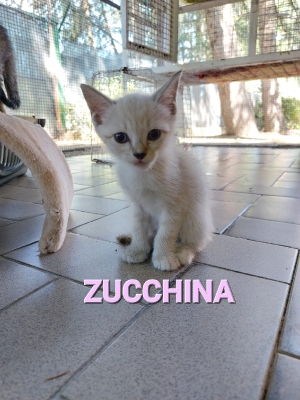 2022-07 Zucchina