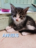 2022-08 Anubis