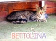 2023-01 Bettolina