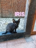 2022-12 Iris