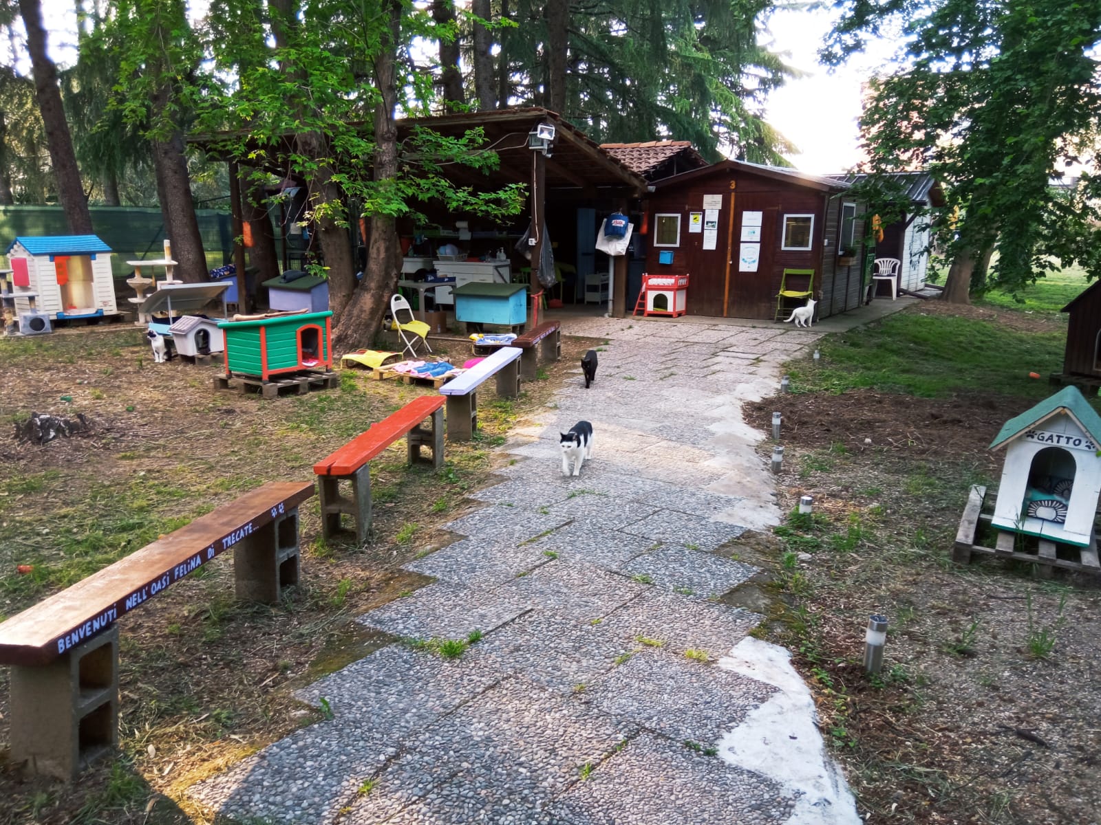 oasi felina, trecate, natura, gatti