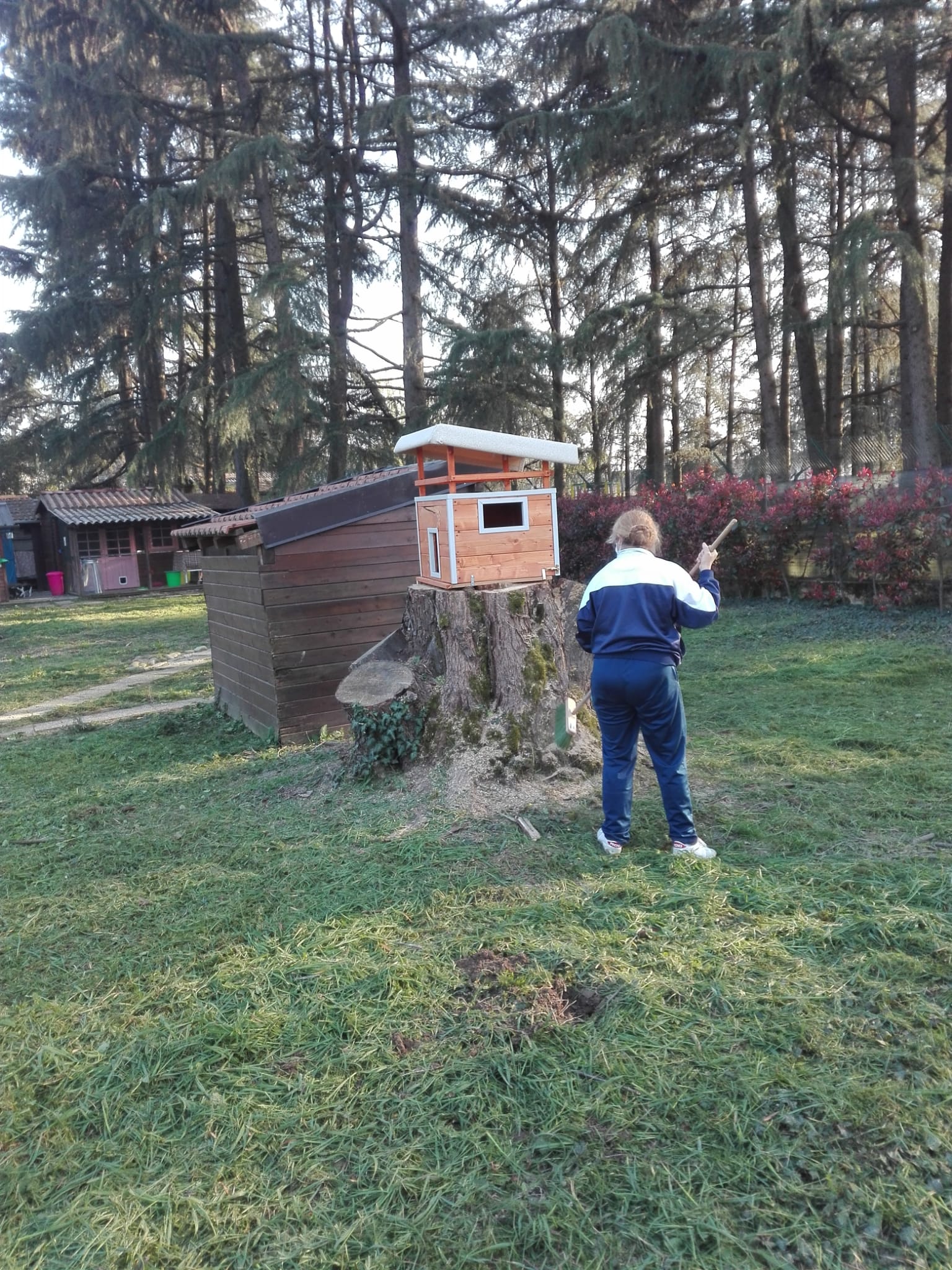 oasi felina trecate, rifugio, gattile trecate, gattile novara, verde, natura, volontariato, sostienici