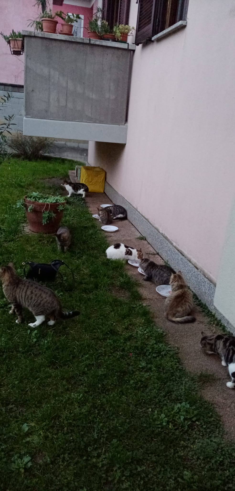 oasi felina trecate, rifugio, gattile trecate, gattile novara, verde, natura, volontariato, sostienici