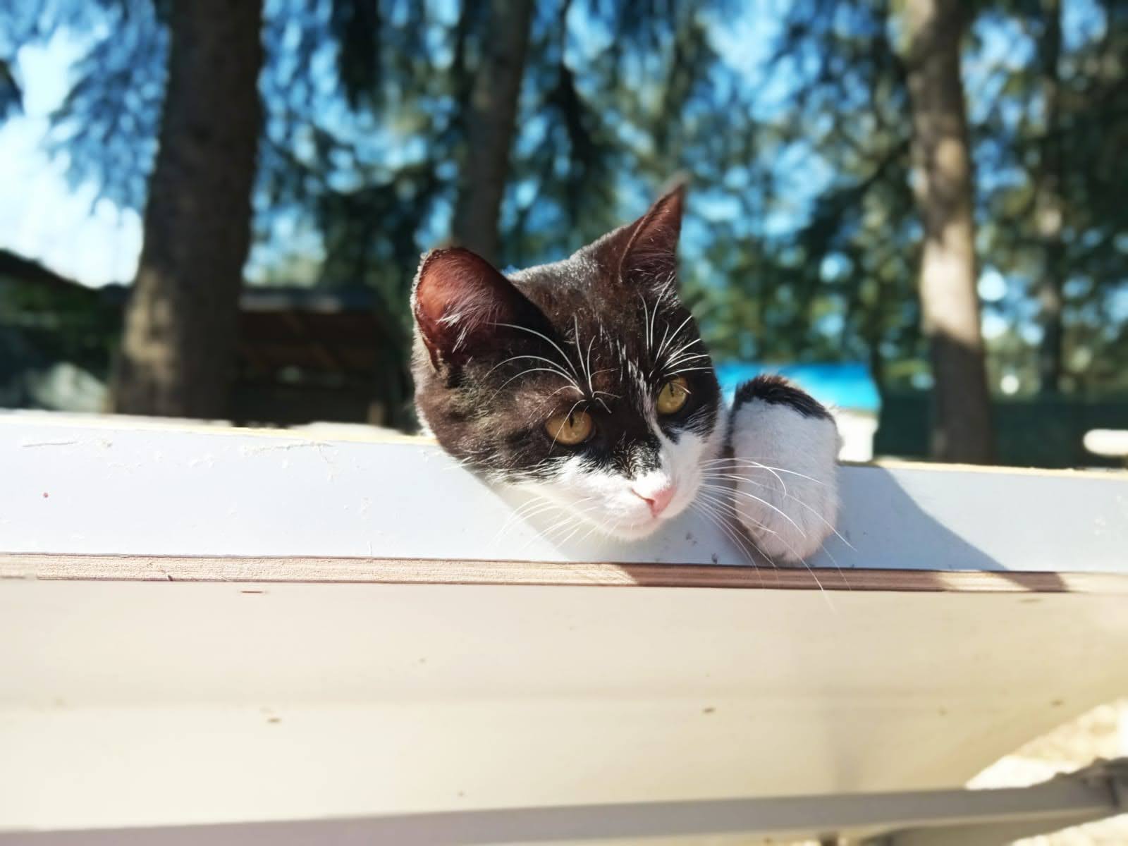 oasi felina trecate, gattile, oasi, trecate, gatti
