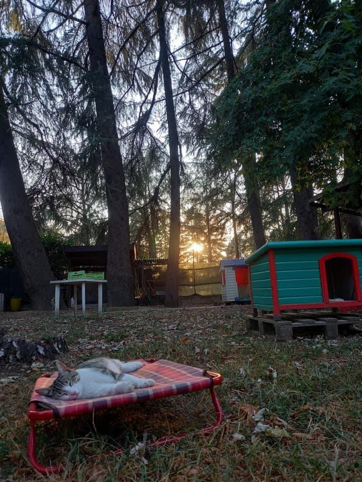 oasi felina, trecate, verde, gatti