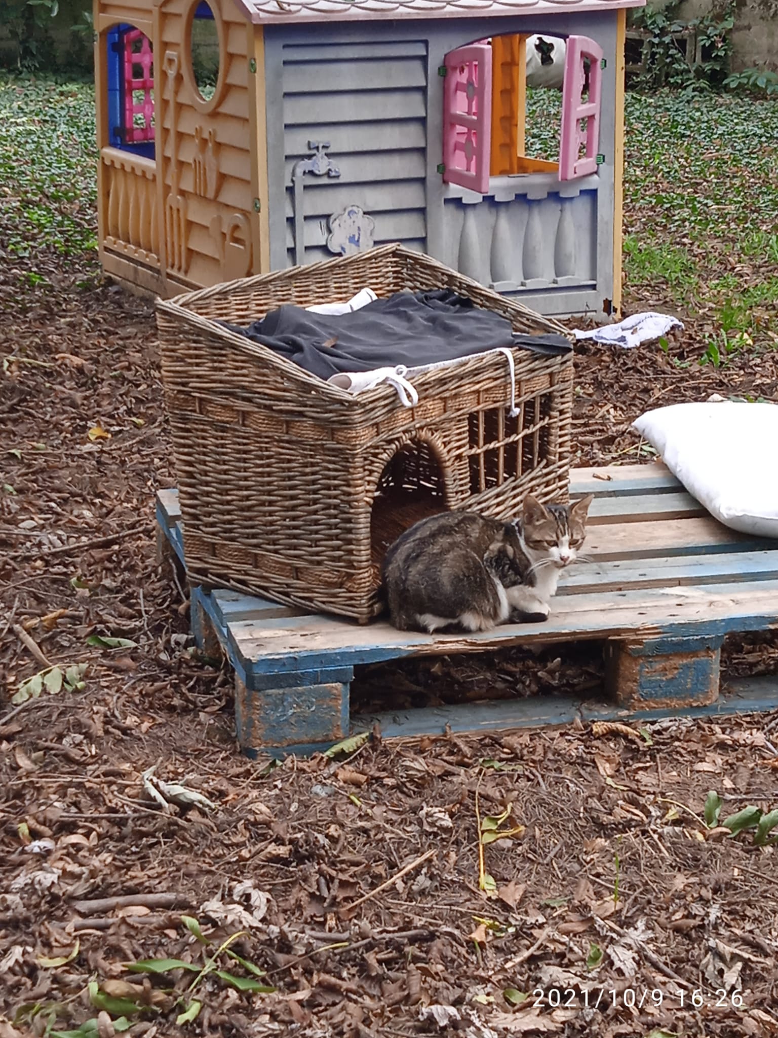 oasi felina, trecate, gatti, natura, verde