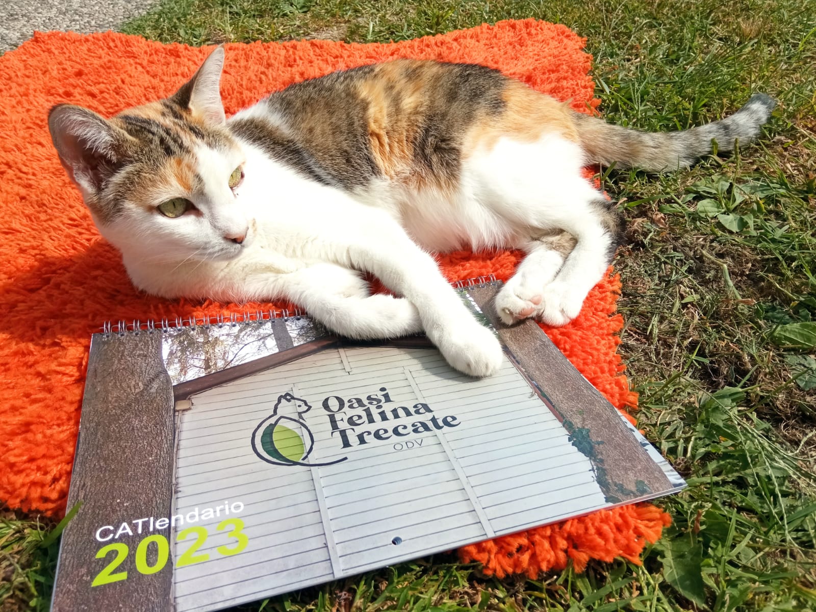 oasi felina trecate, sostienici, come aiutarci, donazioni, 5x1000, dacci una zampa, aiutaci, volntariato, raccolte fondi, eventi, raccolte cibo, paypal