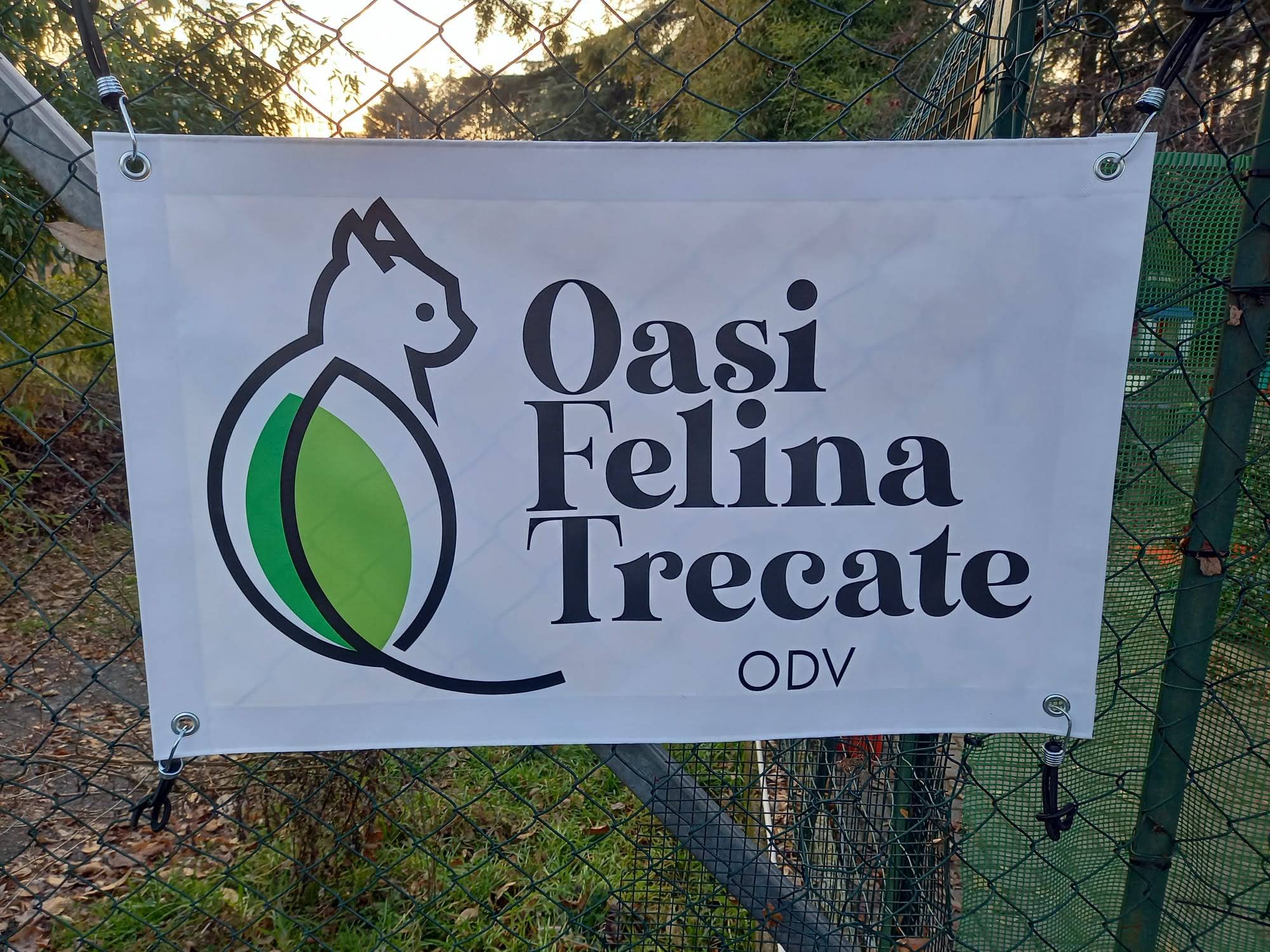 oasi felina trecate, gattile, trecate,