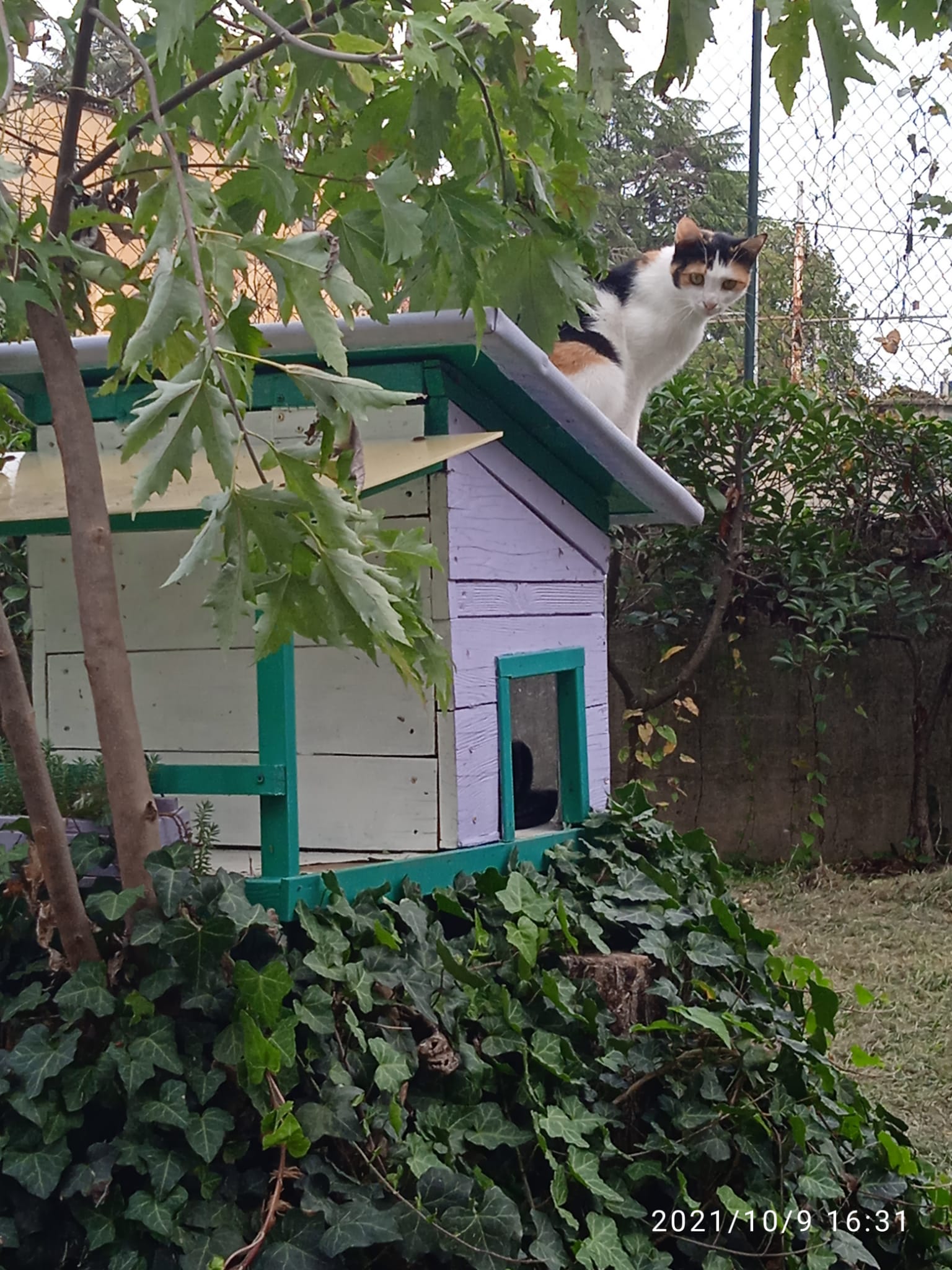 gatti, oasi felina, trecate, natura