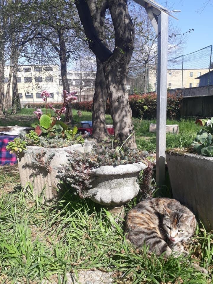 gatti, oasi felina, trecate, natura