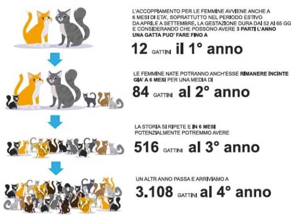 Oasi Felina Trecate, Adozione, come adottare, adozione cucciolo, adozione gatto, novara, gattile, sterilizzazione