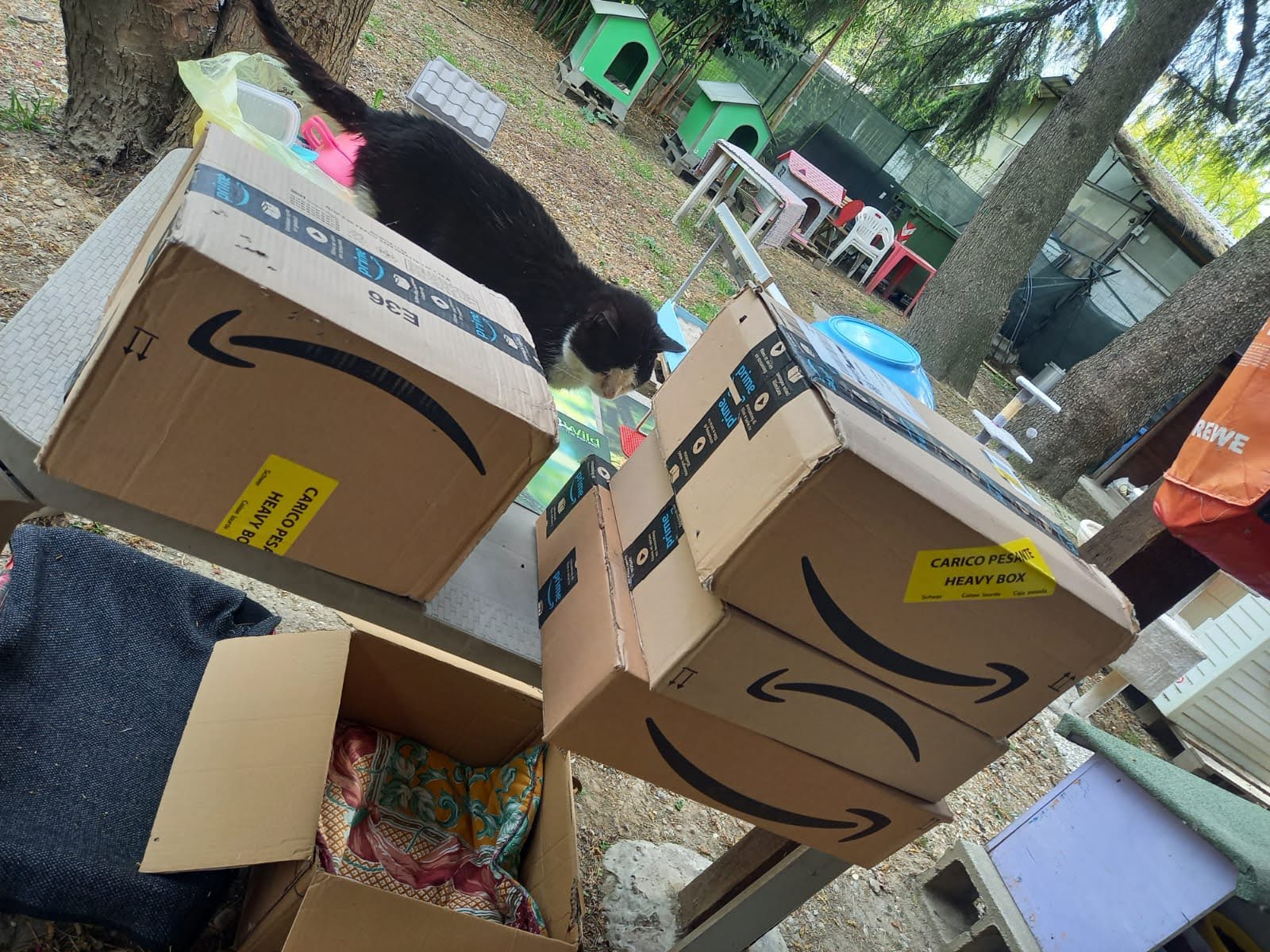 Oasi Felina Trecate, progetto pet, amazon, lista amazon, raccolta cibo, donaci una scatoletta, pappa, consegna cibo, randagi, gatti, novara, gatti bisognosi, crocchette