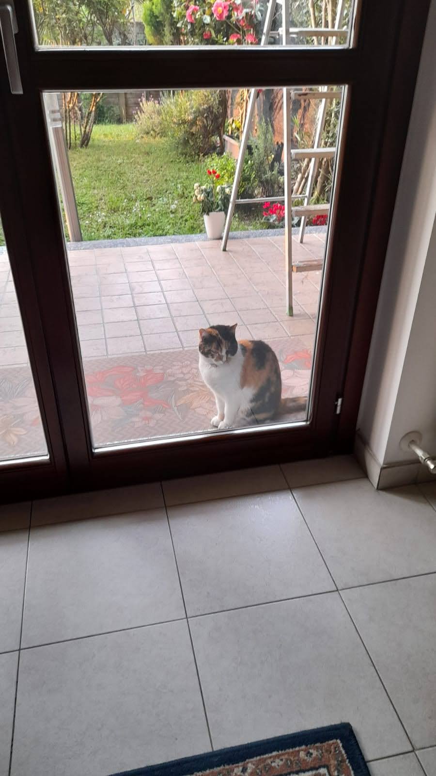 Oasi Felina Trecate, gatti, gattini, abbandono, ho trovato un gatto a trecate, ritrovamento, cuccioli abbandonati, gatto abbandonato