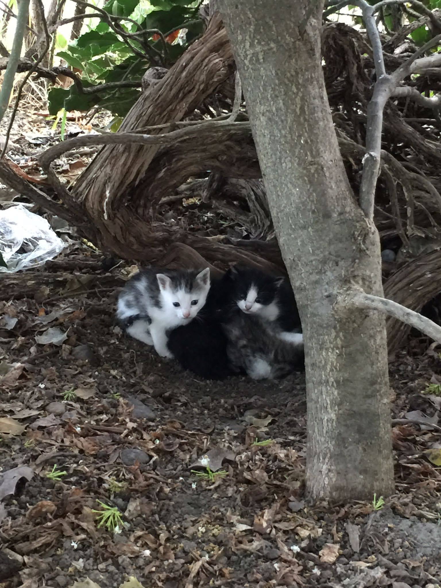 Oasi Felina Trecate, gatti, gattini, abbandono, ho trovato un gatto a trecate, ritrovamento, cuccioli abbandonati, gatto abbandonato