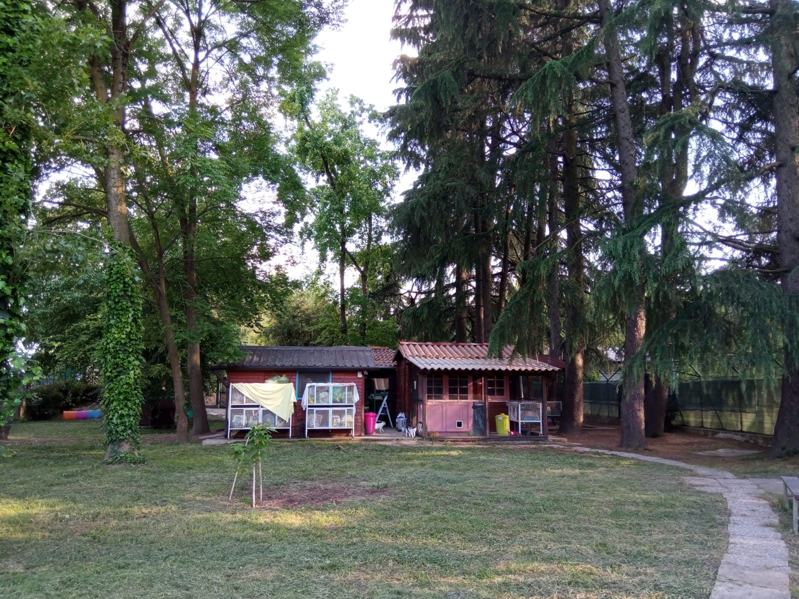 oasi felina, trecate, gatti, natura, verde