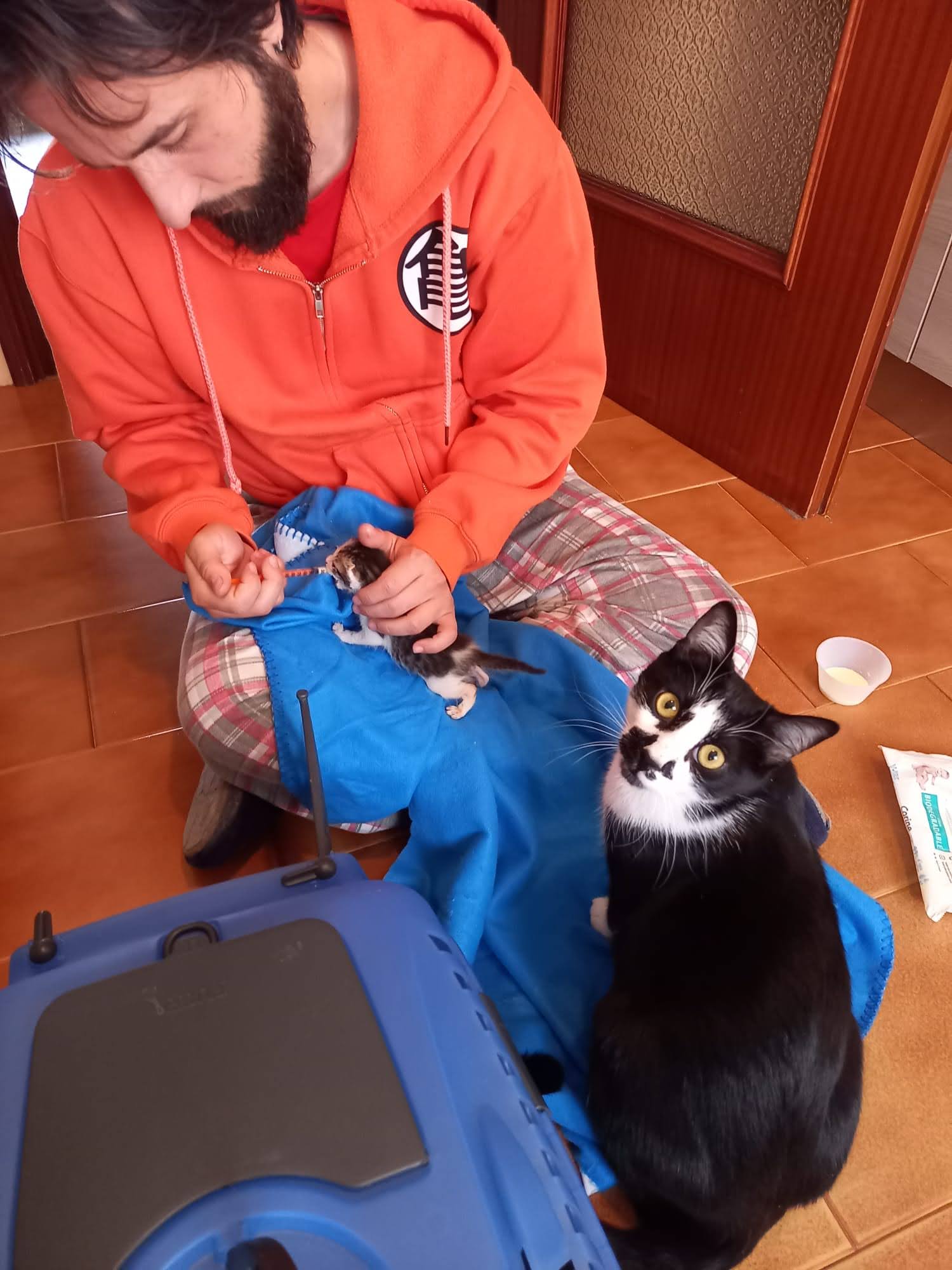 Oasi Felina Trecate, gatti, gattini, abbandono, ho trovato un gatto a trecate, ritrovamento, cuccioli abbandonati, gatto abbandonato