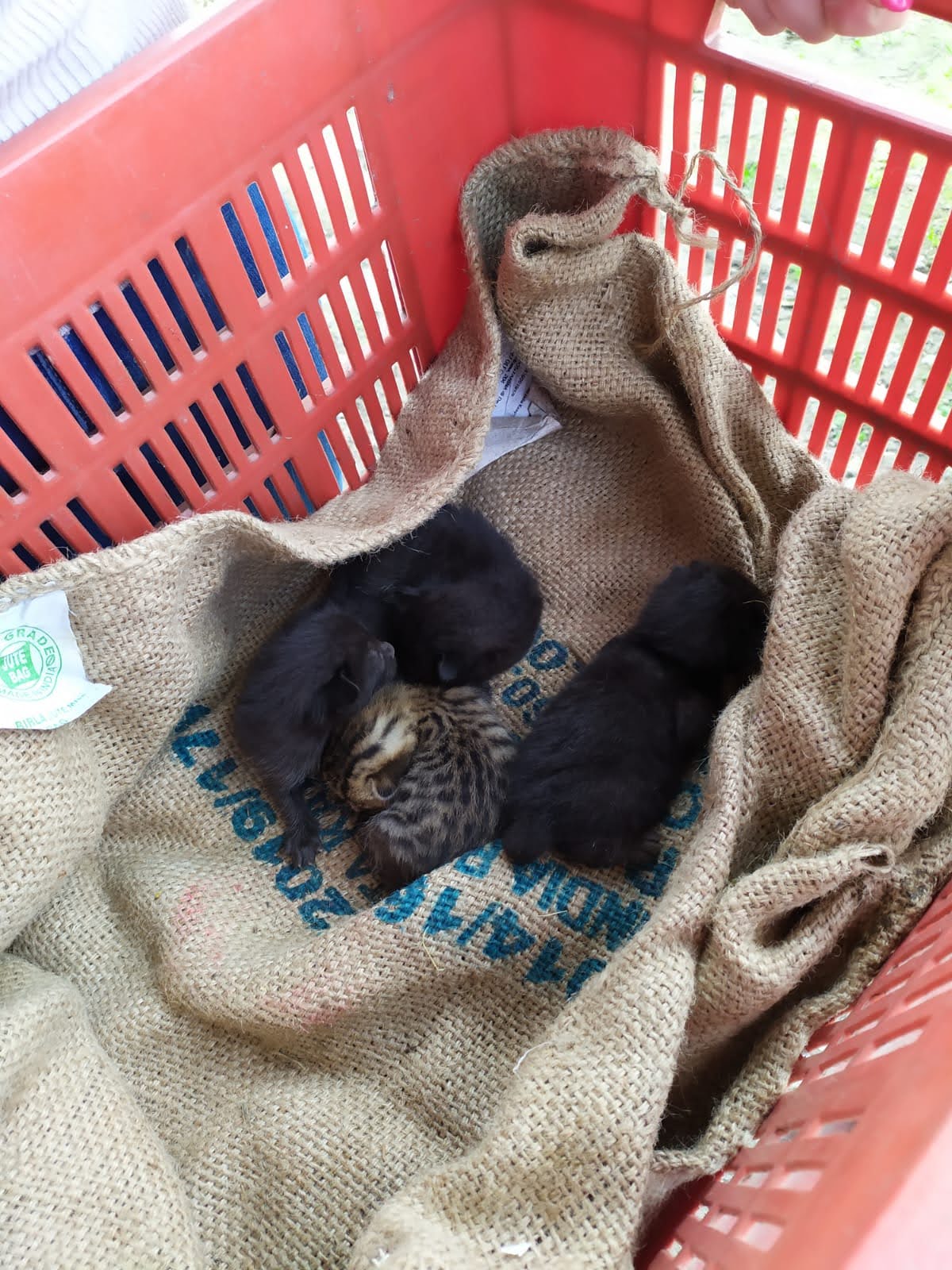 Oasi Felina Trecate, gatti, gattini, abbandono, ho trovato un gatto a trecate, ritrovamento, cuccioli abbandonati, gatto abbandonato