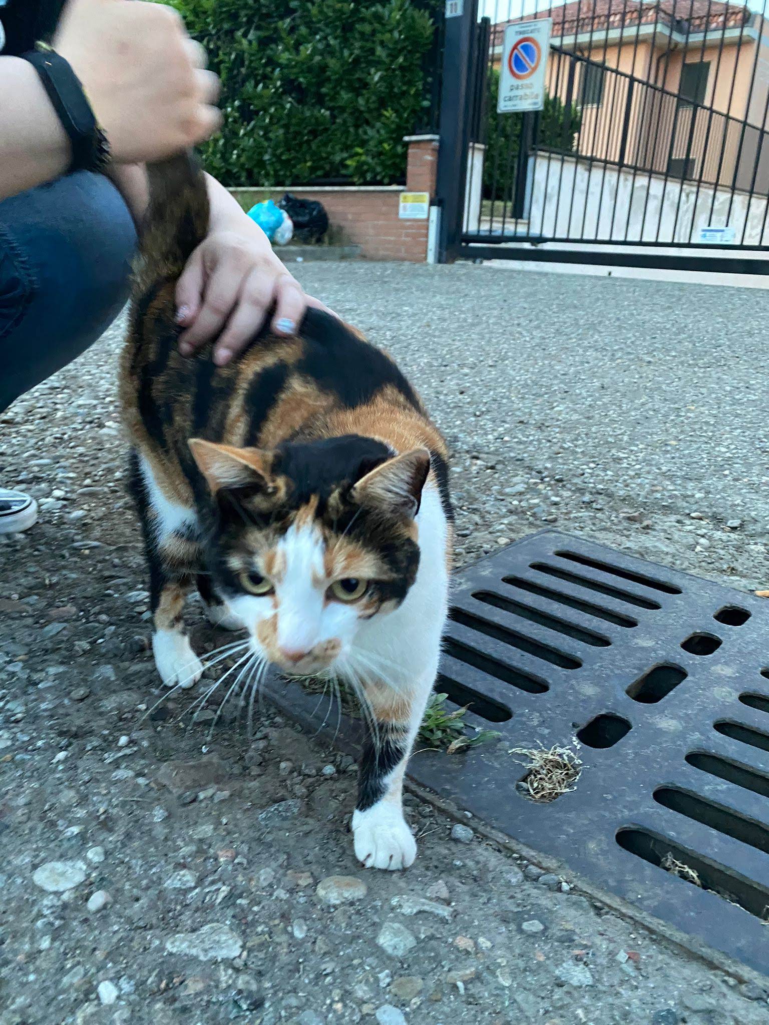 Oasi Felina Trecate, gatti, gattini, abbandono, ho trovato un gatto a trecate, ritrovamento, cuccioli abbandonati, gatto abbandonato