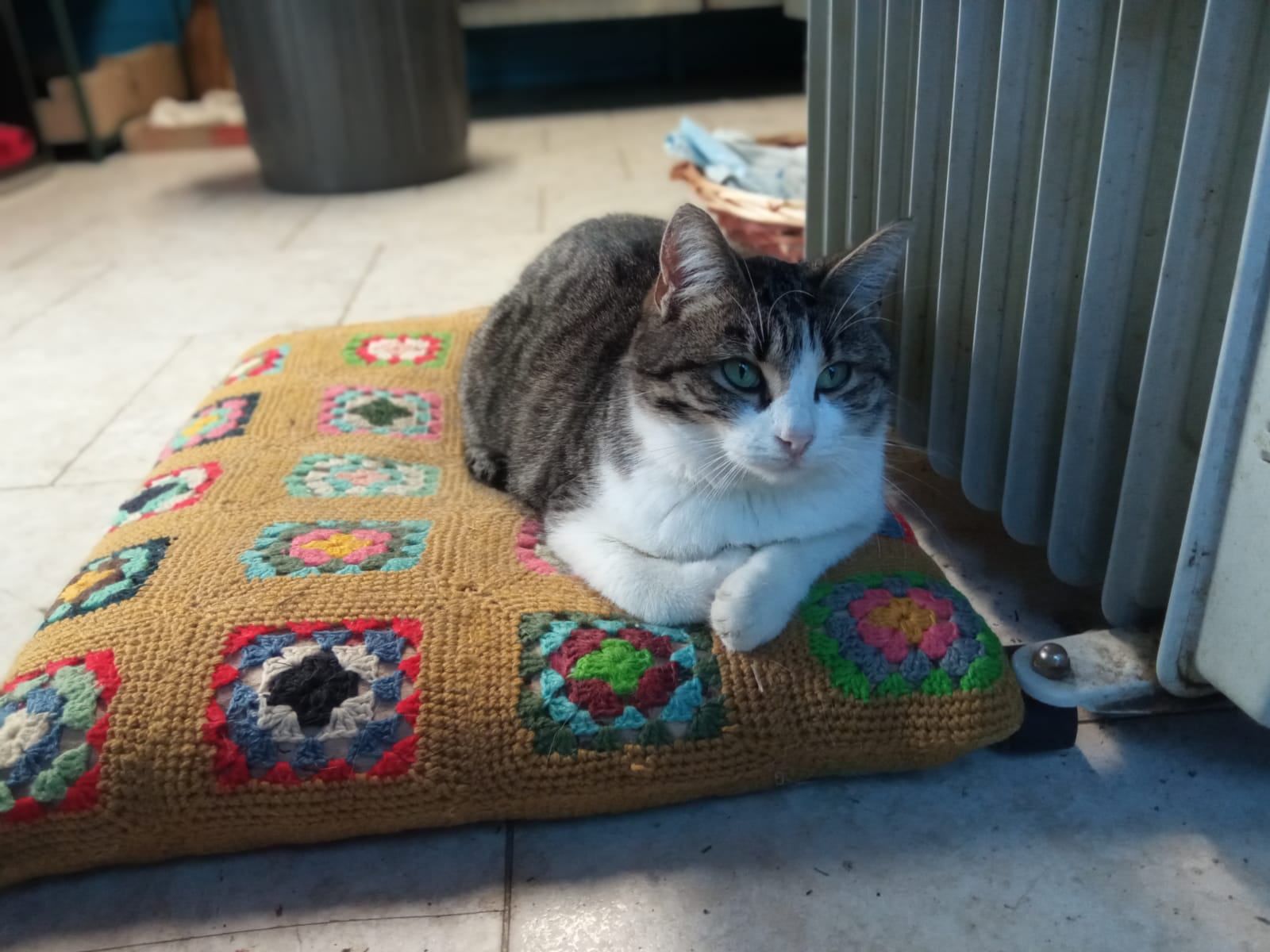 oasi felina, trecate, verde, gatti