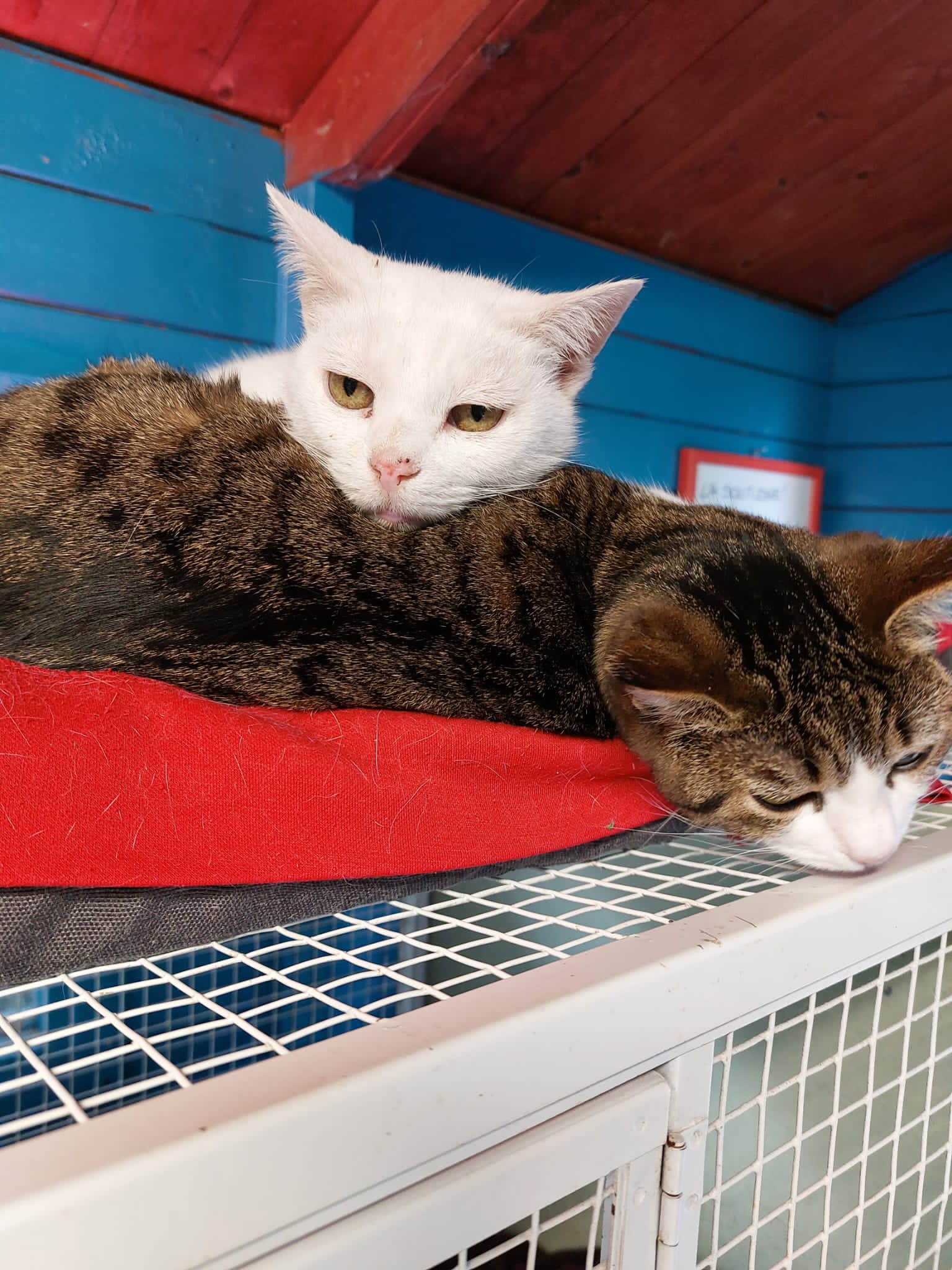 gatti, oasi felina, trecate, natura
