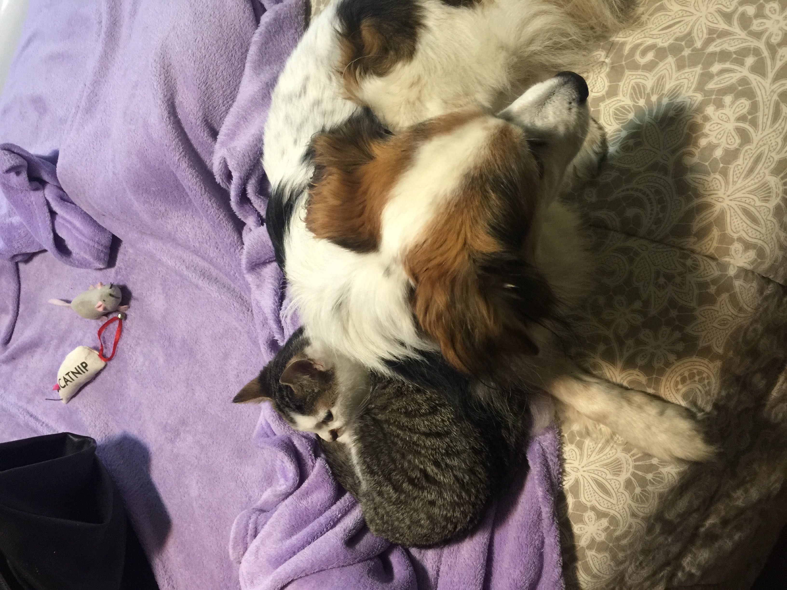 Oasi Felina Trecate, Adozione, come adottare, adozione cucciolo, adozione gatto, novara, gattile