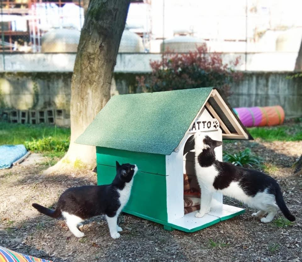 oasi felina, trecate, verde, gatti