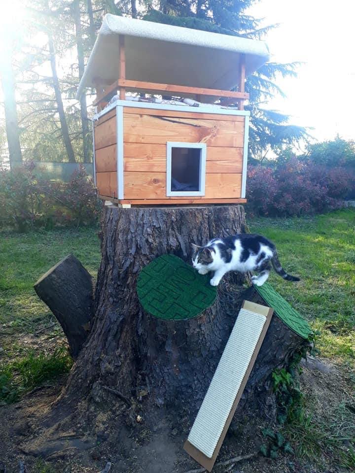 oasi felina, trecate, gatti, natura, verde