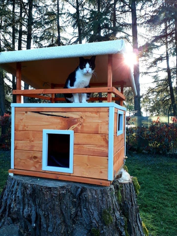oasi felina, trecate, natura, gatti