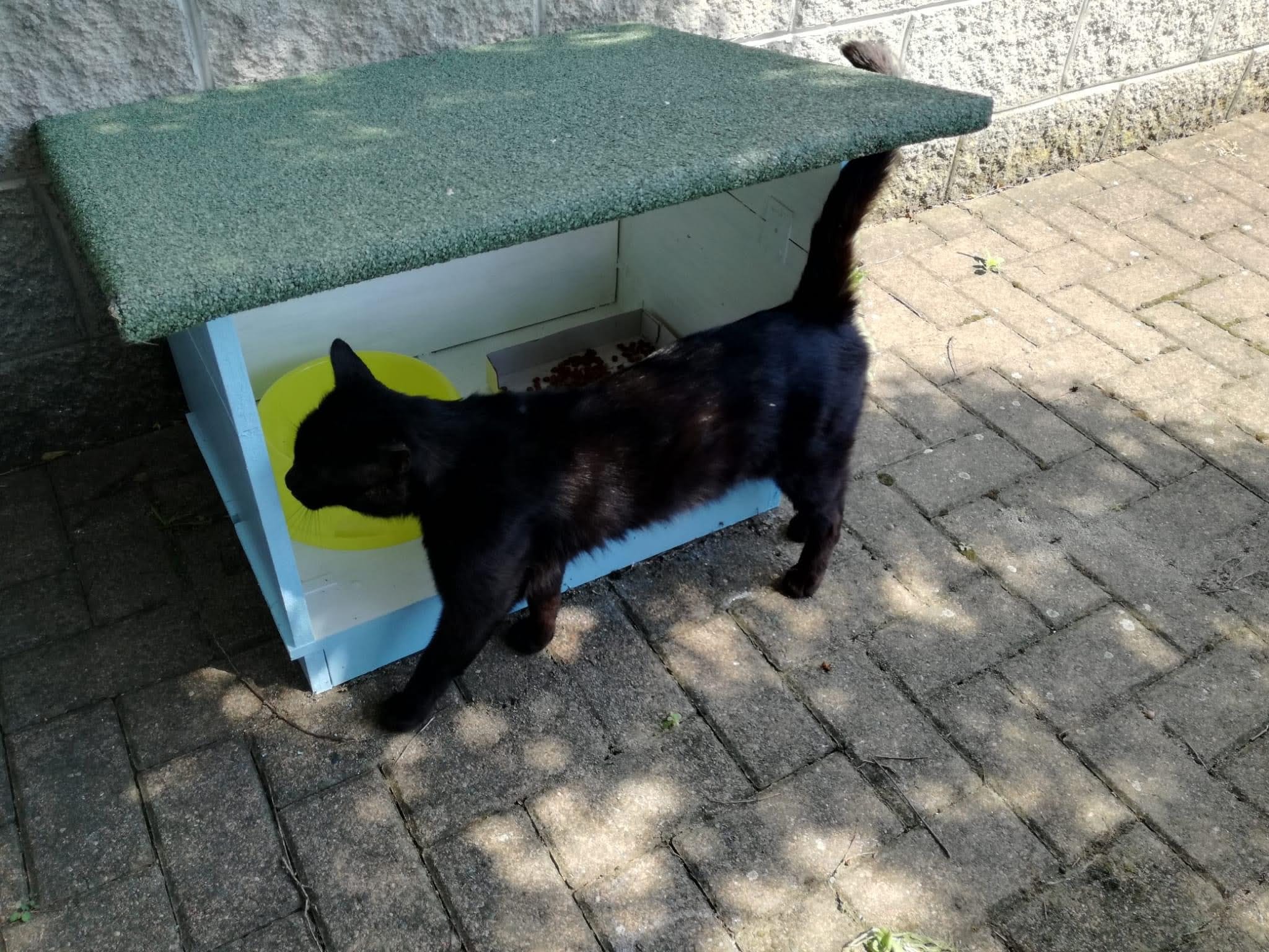 Oasi felina trecate, colonie esterne, colonie feline, territorio, sterilizzazione, randagismo felino, novara