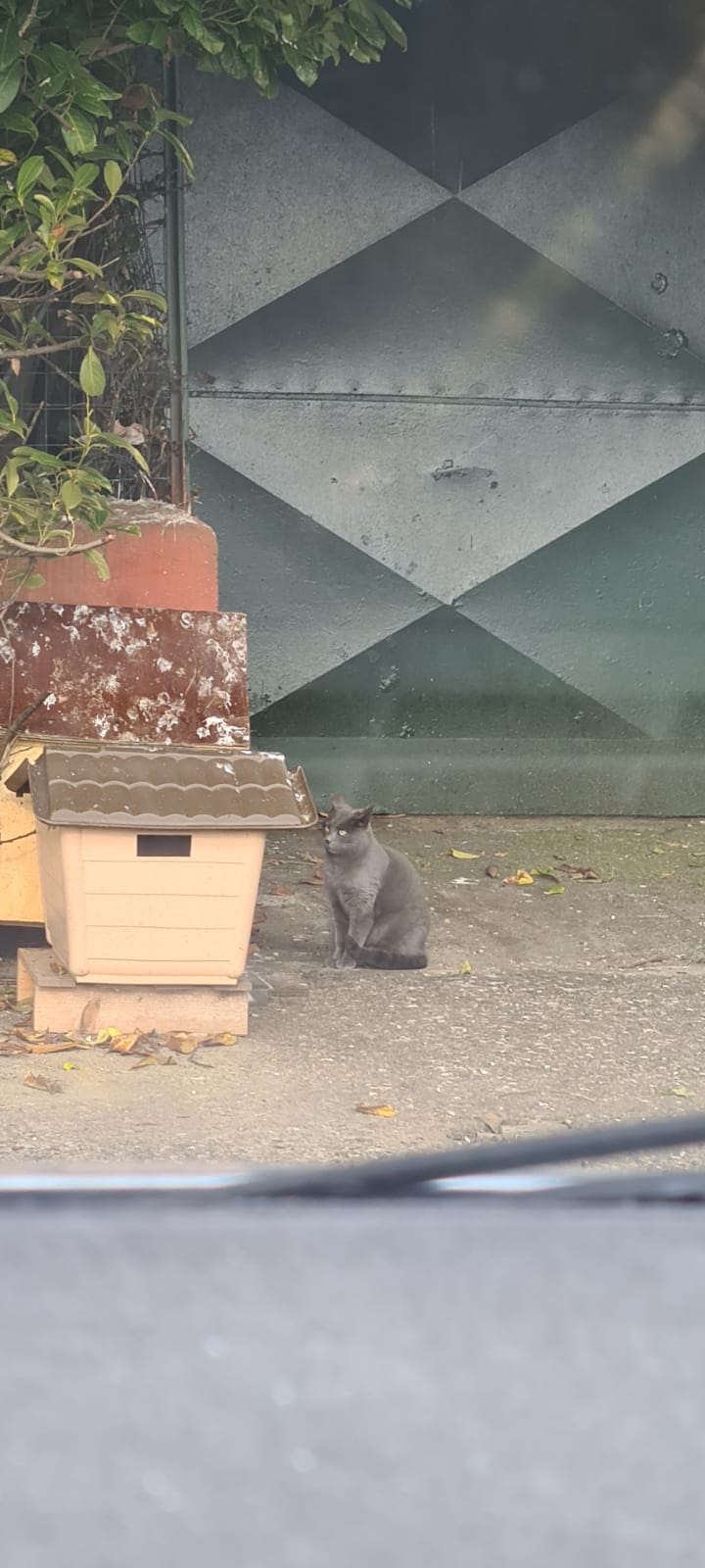 Oasi felina trecate, colonie esterne, colonie feline, territorio, sterilizzazione, randagismo felino, novara
