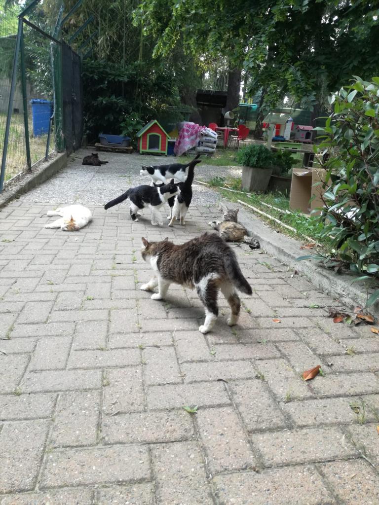 oasi felina trecate, gattile, trecate,