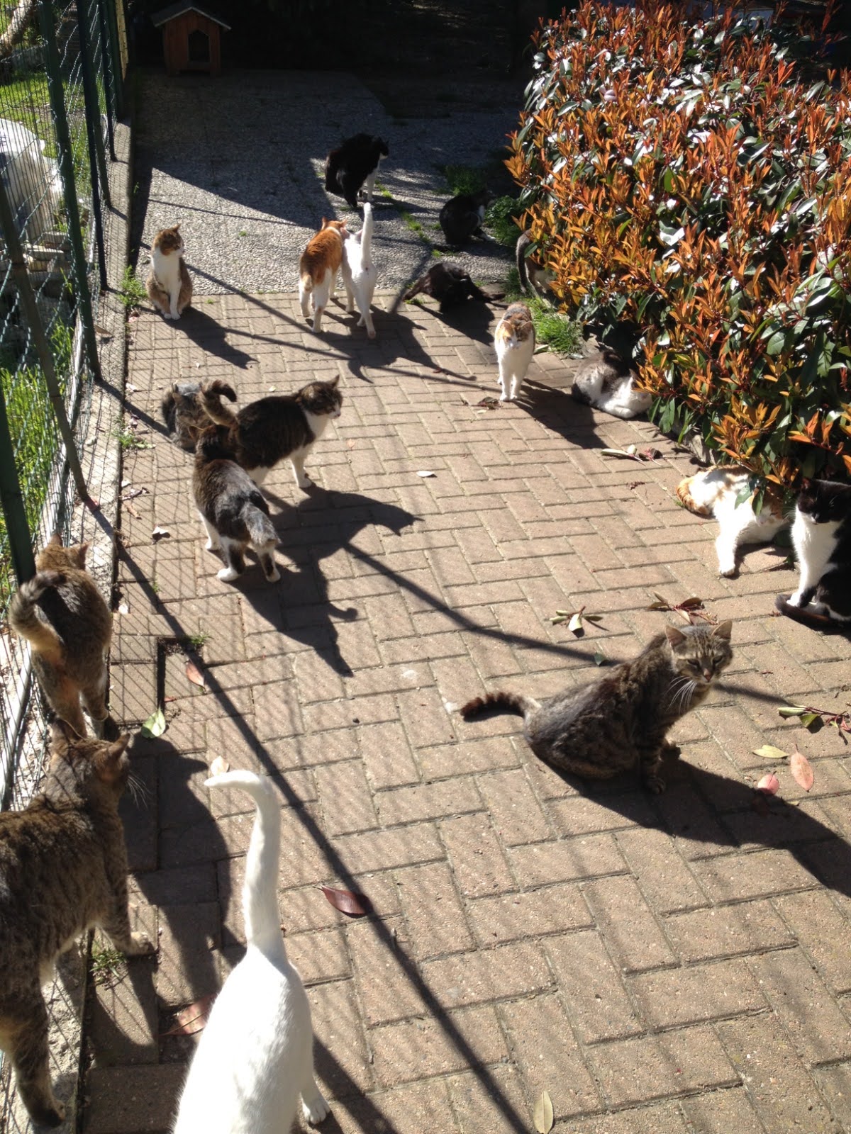 oasi felina trecate, gattile, trecate,
