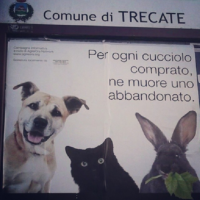 oasi felina trecate, rifugio, gattile trecate, gattile novara, verde, natura, volontariato, sostienici